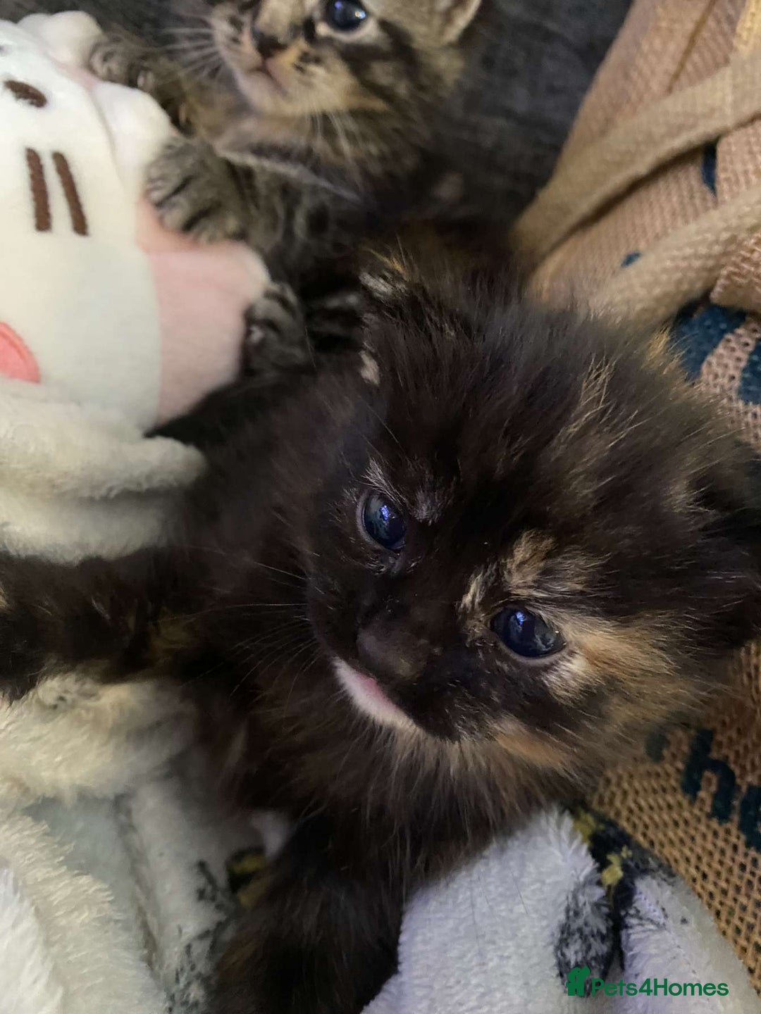Munchkin cats for sale: Adorable female ginger munchkin and 2muchkin cross - Image 9