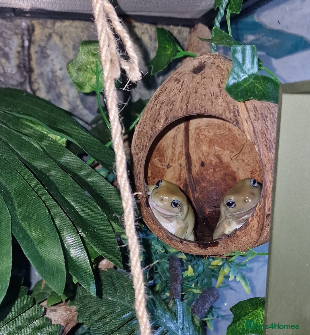 Frog reptiles for sale: Complete habitat with 2 adult White's tree frogs - Advert 1