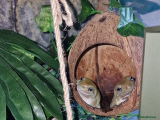 Frog reptiles Complete habitat with 2 adult White's tree frogs - Advert 2