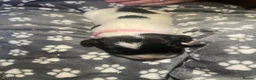 English Springer Spaniel dogs for sale: English Springer Spaniel Puppies  - Advert 2