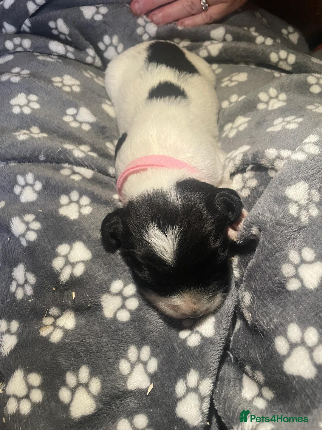 English Springer Spaniel dogs for sale: English Springer Spaniel Puppies  - Advert 2