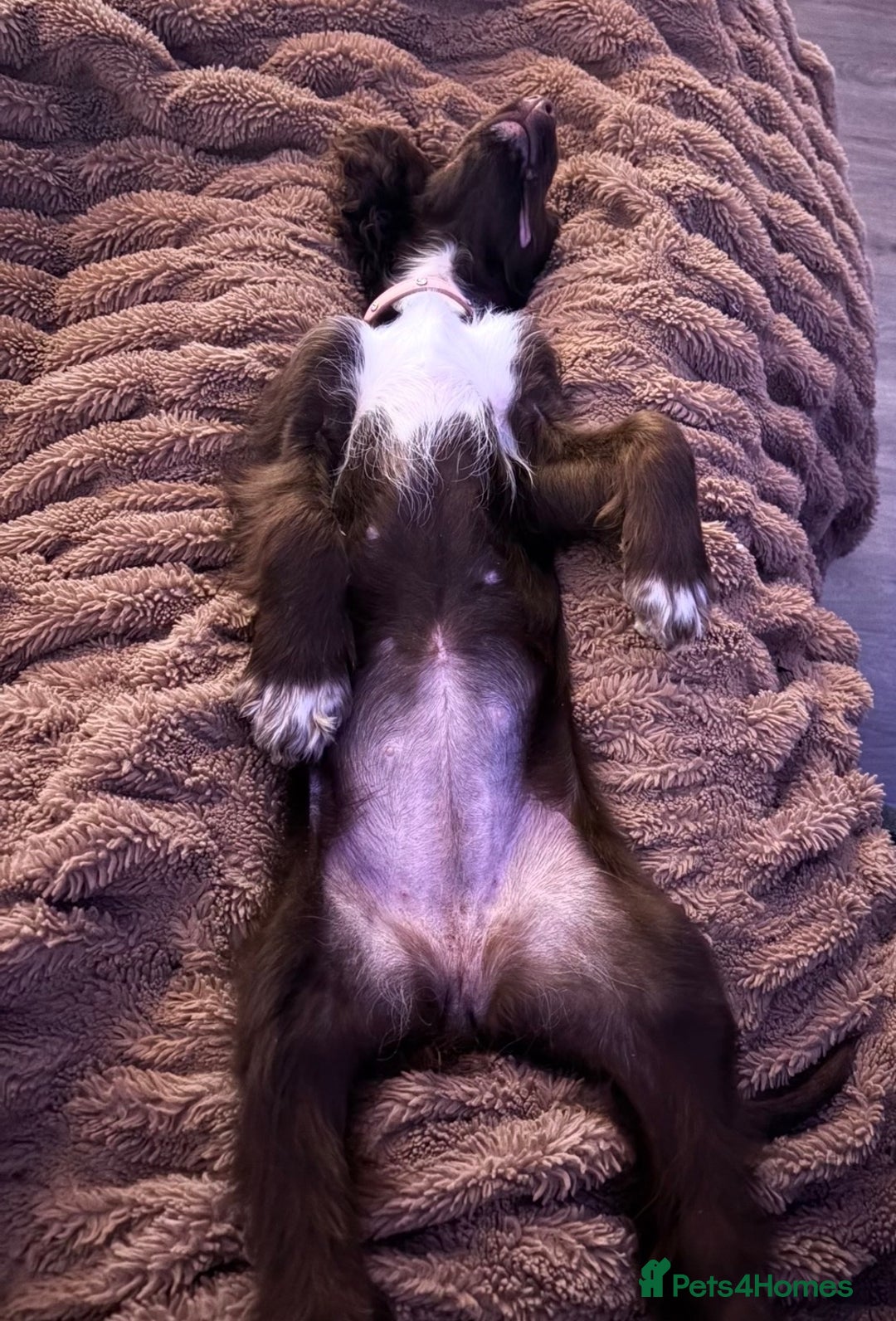 Cocker Spaniel dogs for sale: Gorgeous cocker spaniel girl - Advert 6