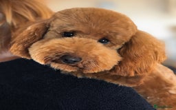Cavalier King Charles Spaniel dogs for stud: Mr Darcy now at Stud GREEN DOPLER, KC Registered in Sandbach - Image 3