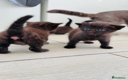 Mixed Breed cats for sale: 3 lovely kittens  - Image 8