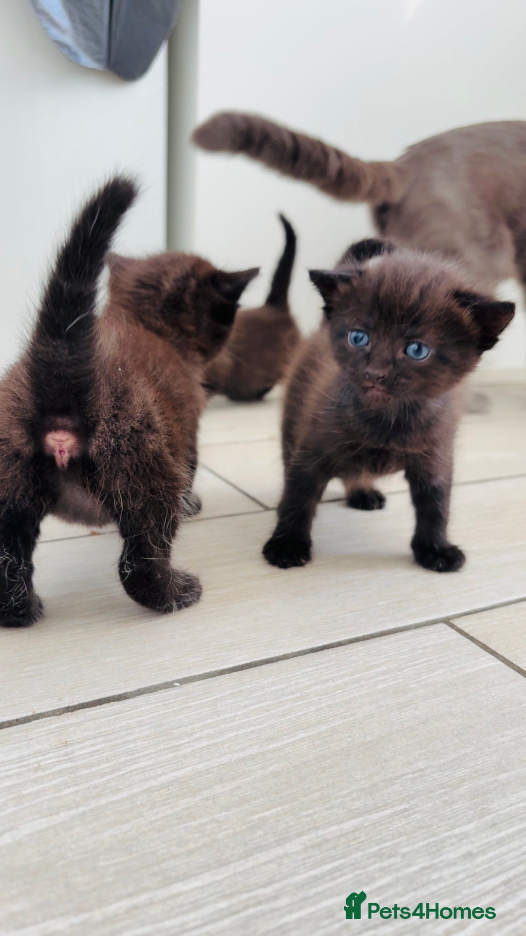 Mixed Breed cats for sale: 3 lovely kittens  - Image 8