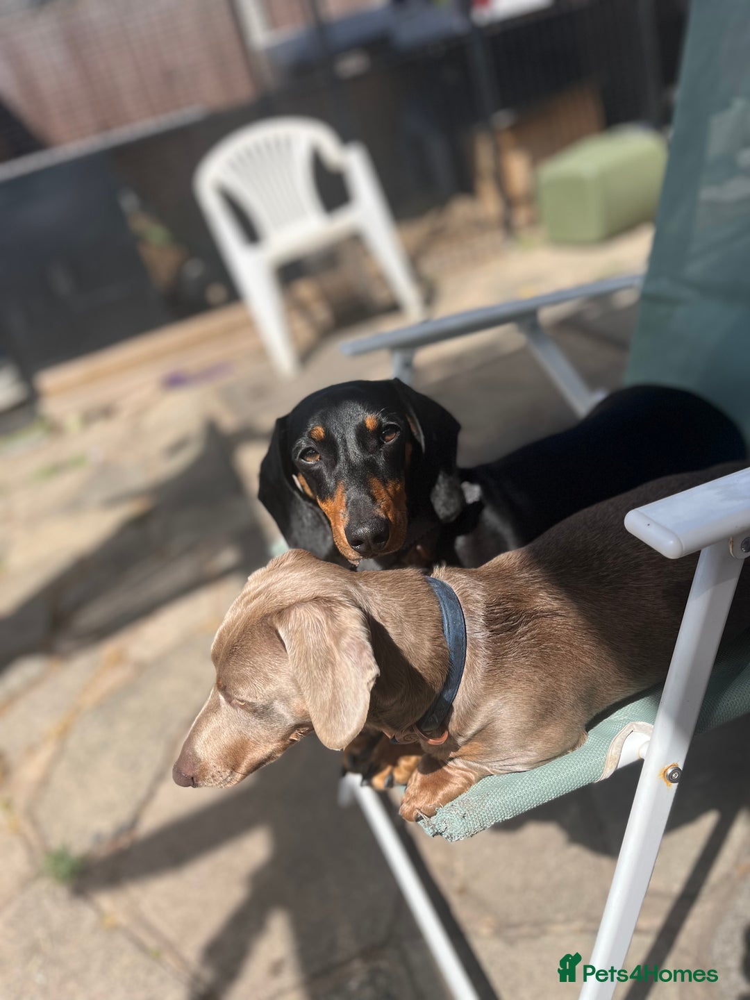 Miniature Dachshund dogs for sale: loving forever home needed for my 2 Mini Dachshund - Advert 7