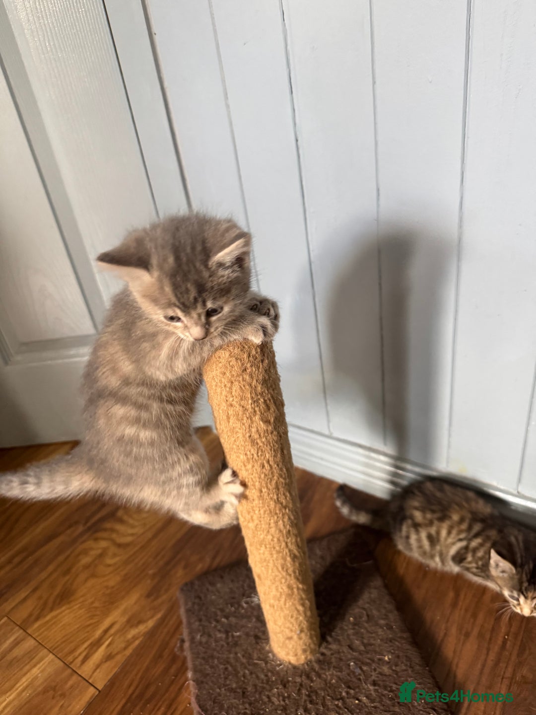 Mixed Breed cats for sale: Kittens (£250-£80) - Image 8
