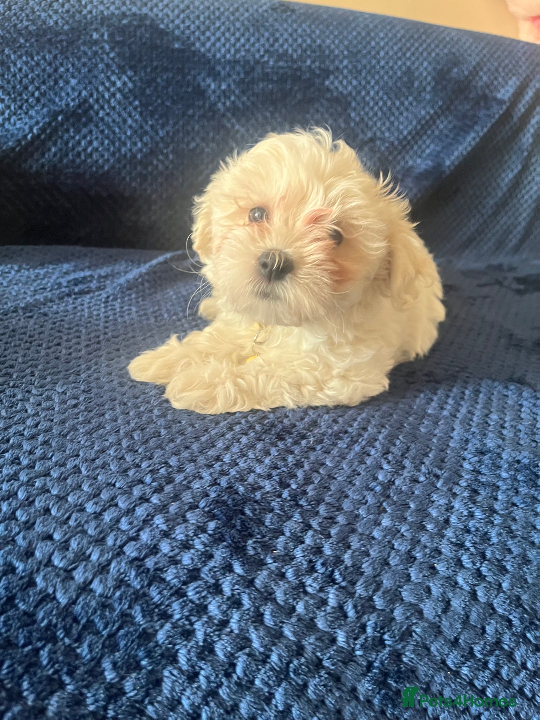 Bichon Frise dogs for sale: 4 adorable bichon puppy’s  - Image 23