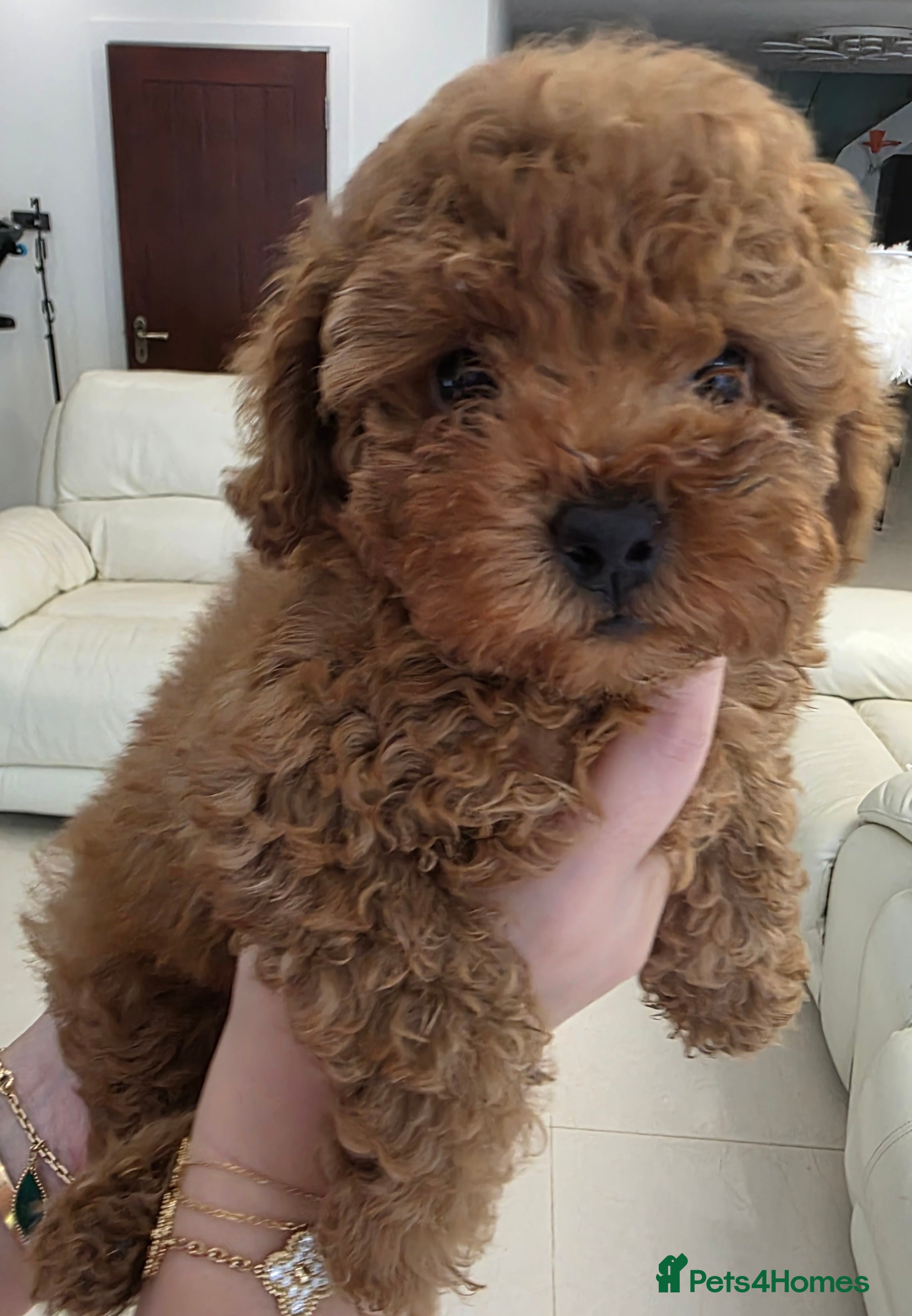 Toy Poodle dogs Cute toy poodle puppy for sale  - Advert 1
