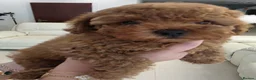 Toy Poodle dogs for sale: Cute toy poodle puppy for sale  - Advert 1