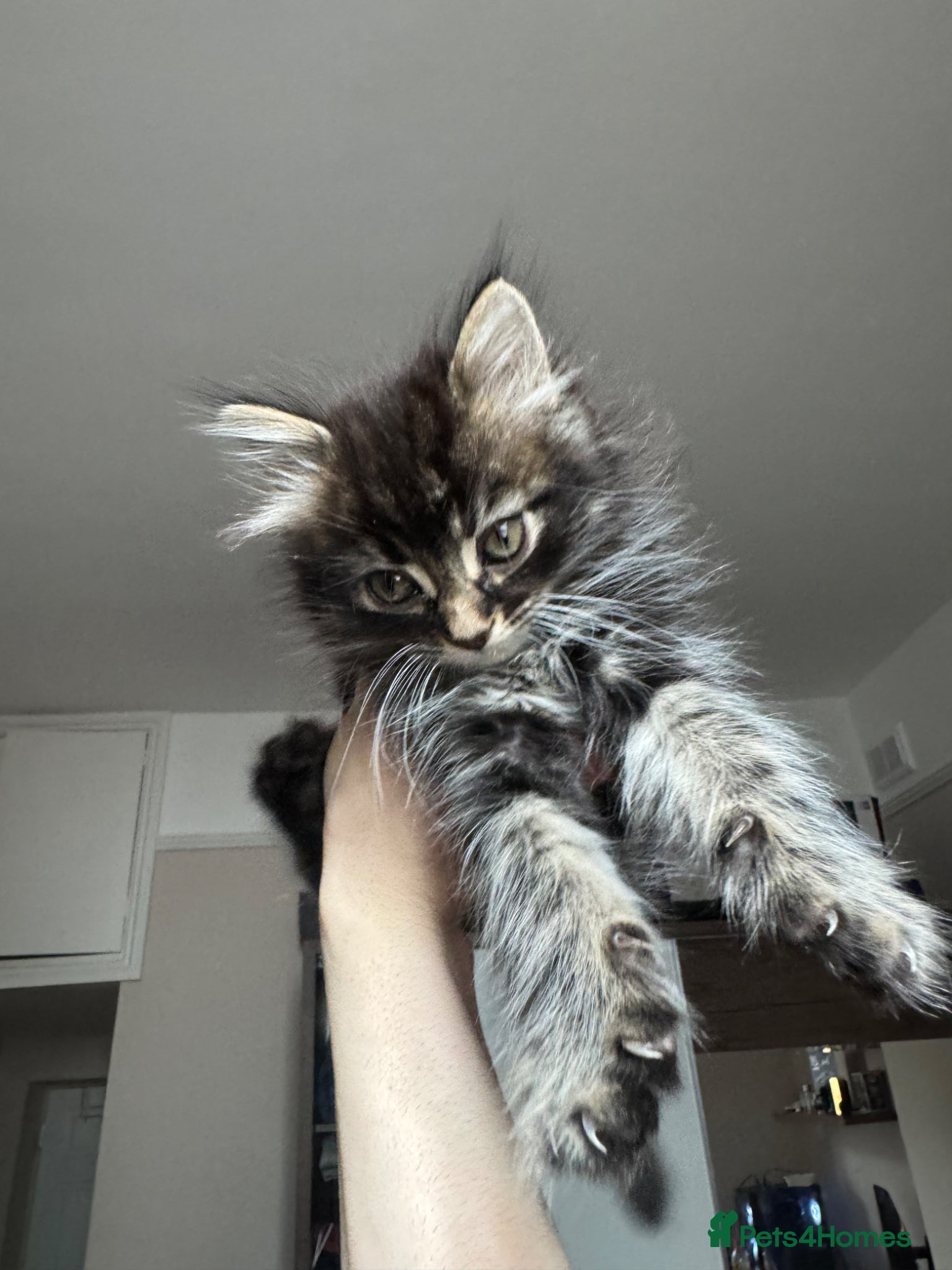 Mixed Breed cats Bengal x Maine coon kitten  - Advert 2