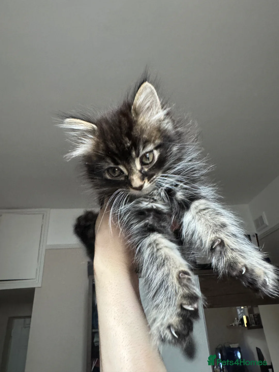 Mixed Breed cats for sale: Bengal x Maine coon kitten  - Advert 1