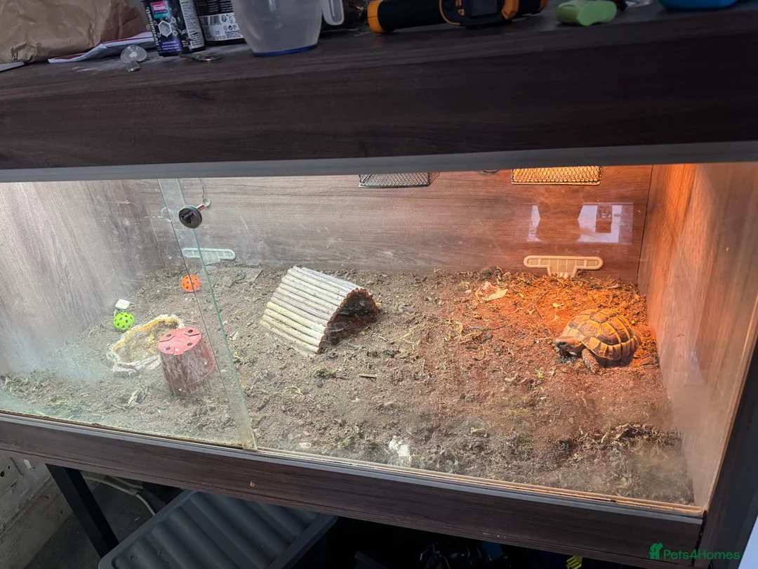 Hermann Tortoise reptiles for sale: 6FT Vivarium on legs with Hermanns Tortoise in Derby - Advert 1