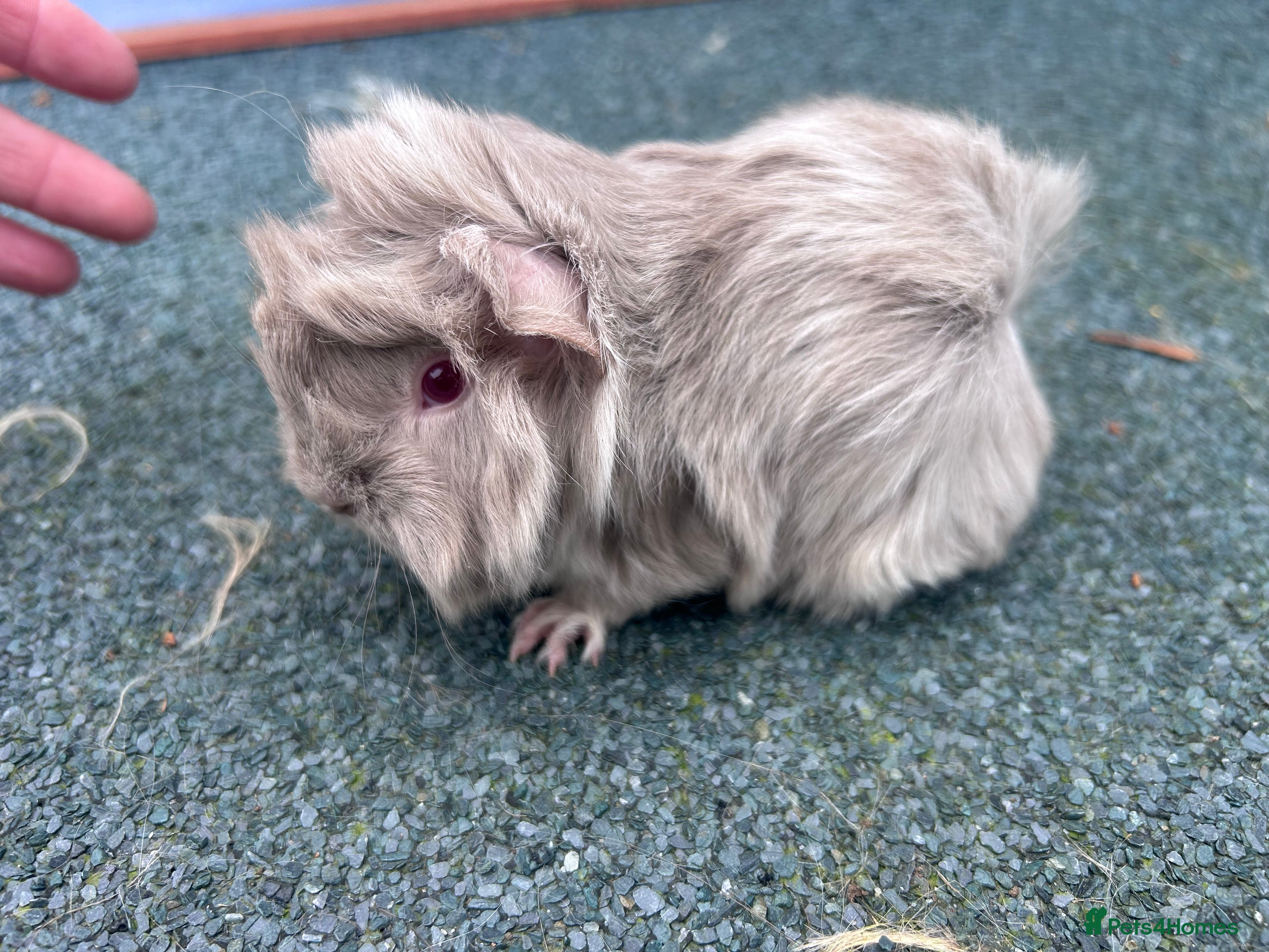 Guinea Pig rodents Beautiful long haired guinea pigs to reserve  - Advert 1