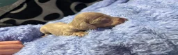 Miniature Dachshund dogs for sale: Miniature Isabella and tan dachshund  - Advert 8