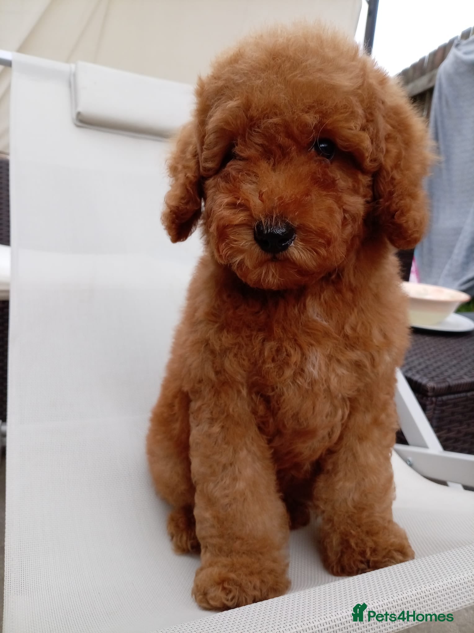 Labradoodle dogs Labradoodle x Toy maltipoo Health Tested - Advert 4