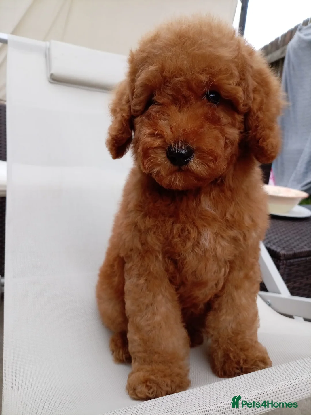 Labradoodle dogs for sale: Miniature Boy Labradoodle Puppies – Ready to Leave - Advert 1