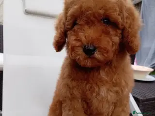 Labradoodle dogs Miniature Boy Labradoodle Puppies – Ready to Leave - Advert 1