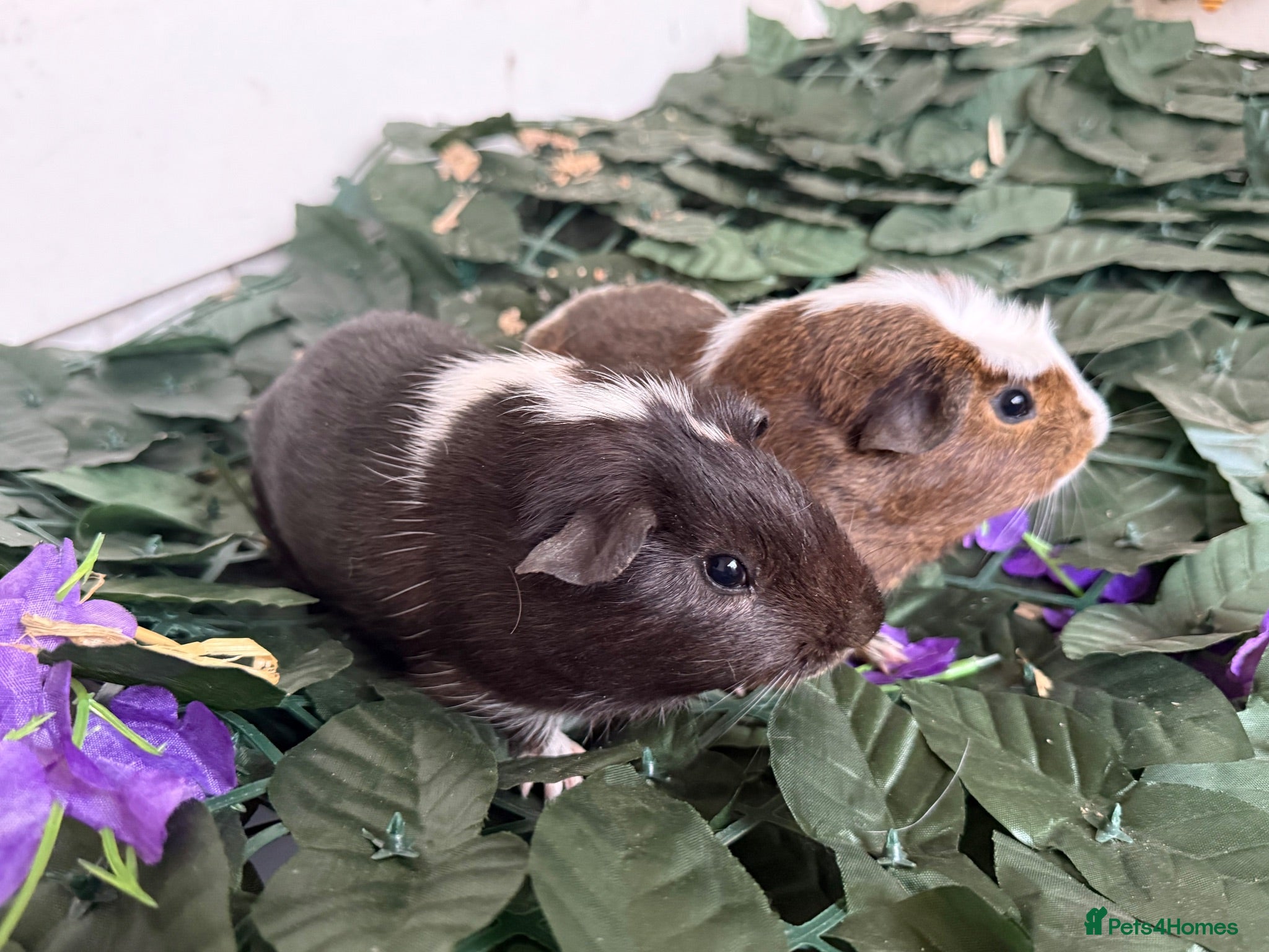 Guinea Pig rodents guinea pigs mixed sexes/ breeds  - Advert 18