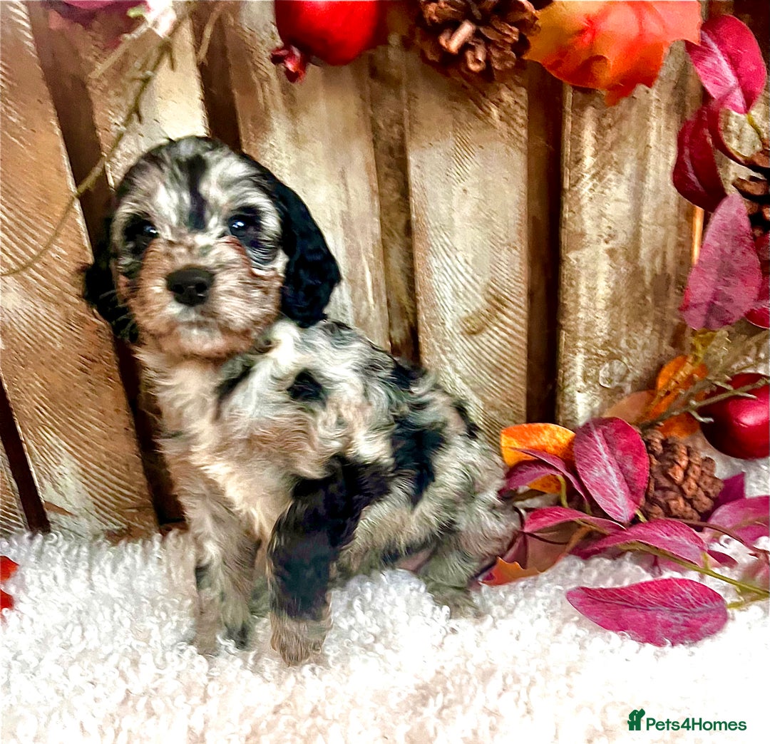 Cockapoo dogs for sale: Quality Cockapoo Puppies Blue Merle / Golden  - Advert 13