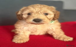 Cockapoo dogs for sale: Gorgeous Cockerpoo puppies - Image 6