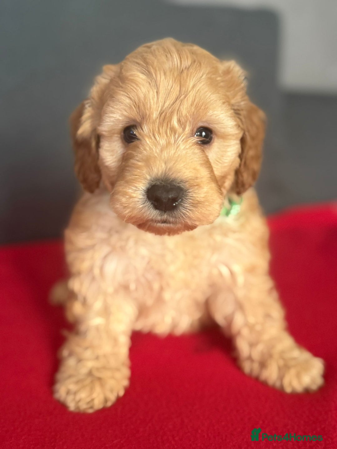 Cockapoo dogs for sale: Gorgeous Cockerpoo puppies - Image 6