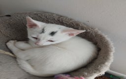 Mixed Breed cats for sale: 3 male microchipped kittens left  - Image 7