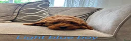 Cavapoo dogs for sale: Ready to leave, DNA HEALTH TESTED PARENTS. - Advert 10