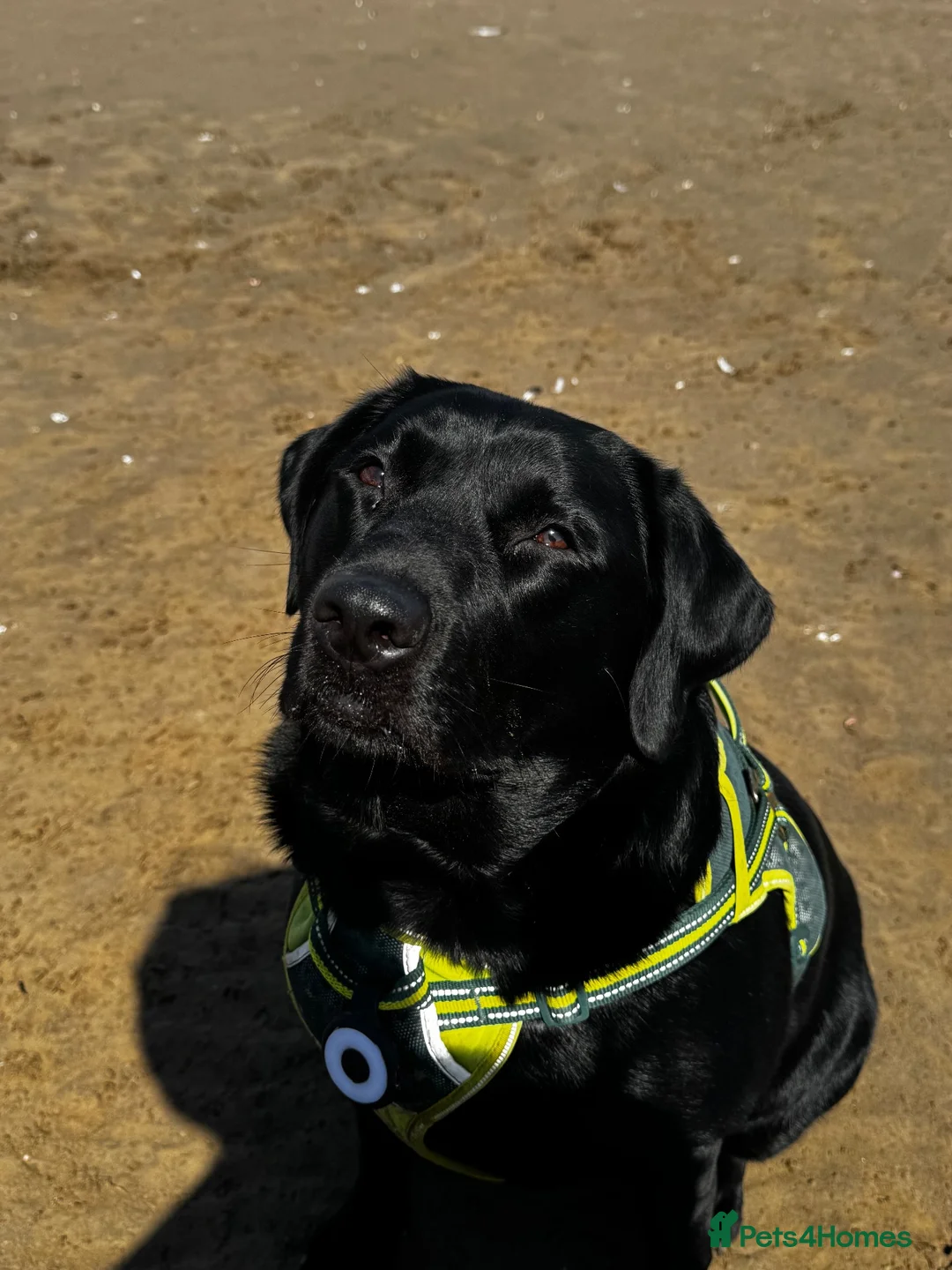 Labrador Retriever dogs for sale: Black Labrador Male- 3 years  - Advert 1