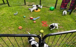 Sprocker dogs for sale: Sprocker Spaniel puppies  - Image 8