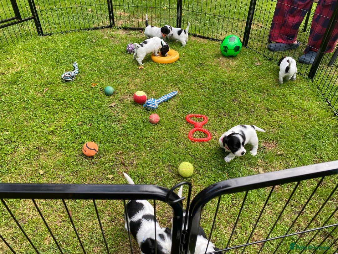 Sprocker dogs for sale: Sprocker Spaniel puppies  - Image 8