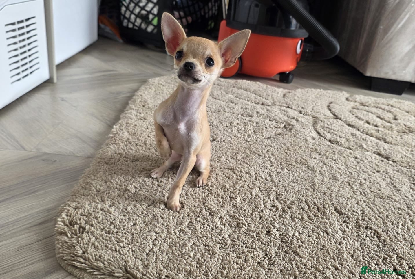 Chihuahua dogs Chihuahua pup - Advert 1