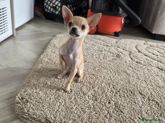 Chihuahua dogs Chihuahua pup - Advert 1