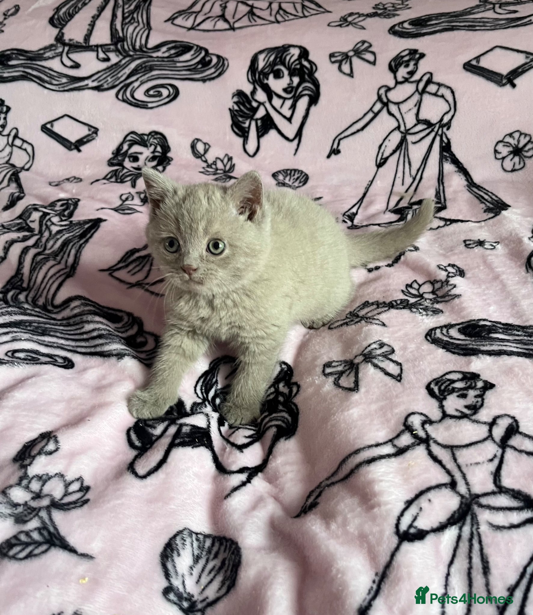British Shorthair cats Beautiful lilac BSH Ready now  - Advert 1