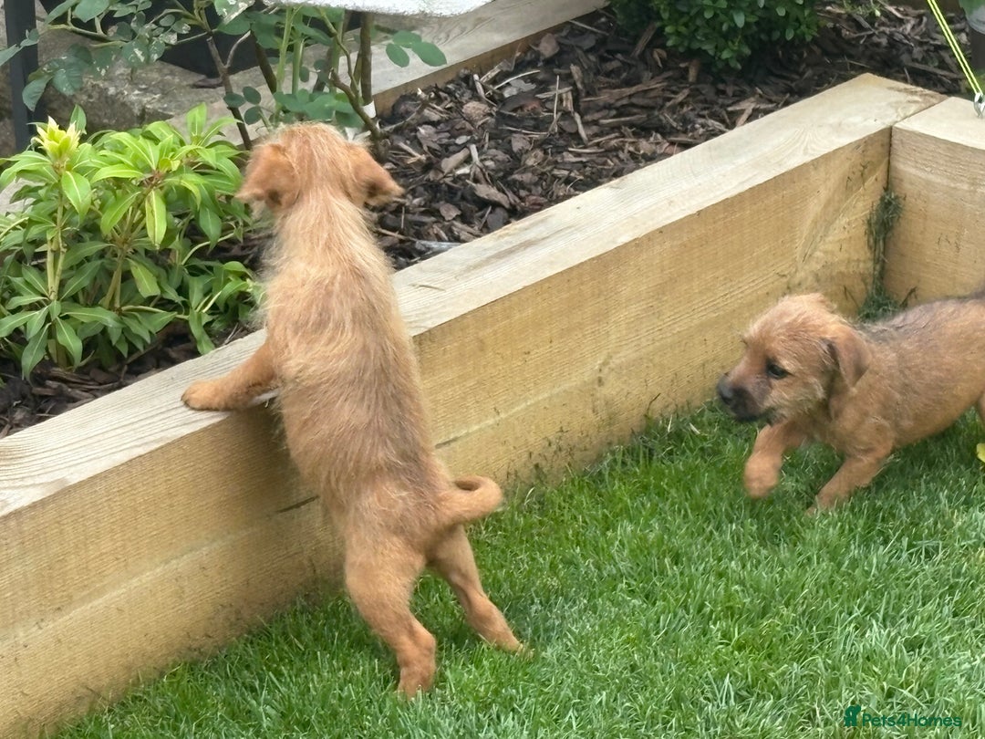 Mixed Breed dogs for sale: Working Lakeland x Patterdale  - Image 10
