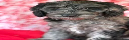 Australian Labradoodle dogs for sale: Australian labradoodles  - Advert 12