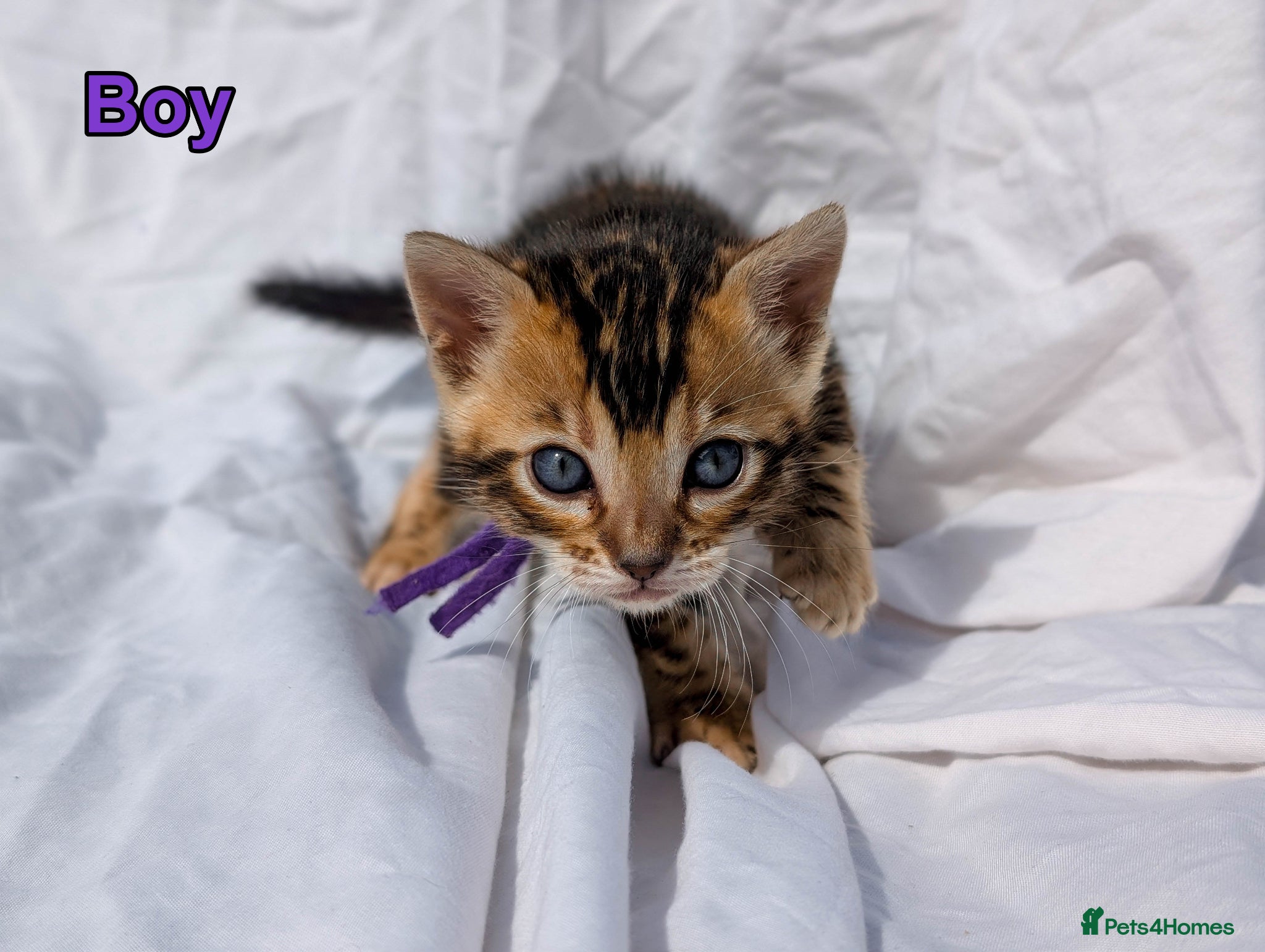 Bengal cats TICA Bengal Kittens | Health Tested | Charcoal - Advert 2