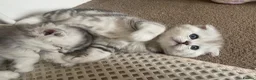 Scottish Fold cats for sale: Scottish Fold/Straight - Advert 7