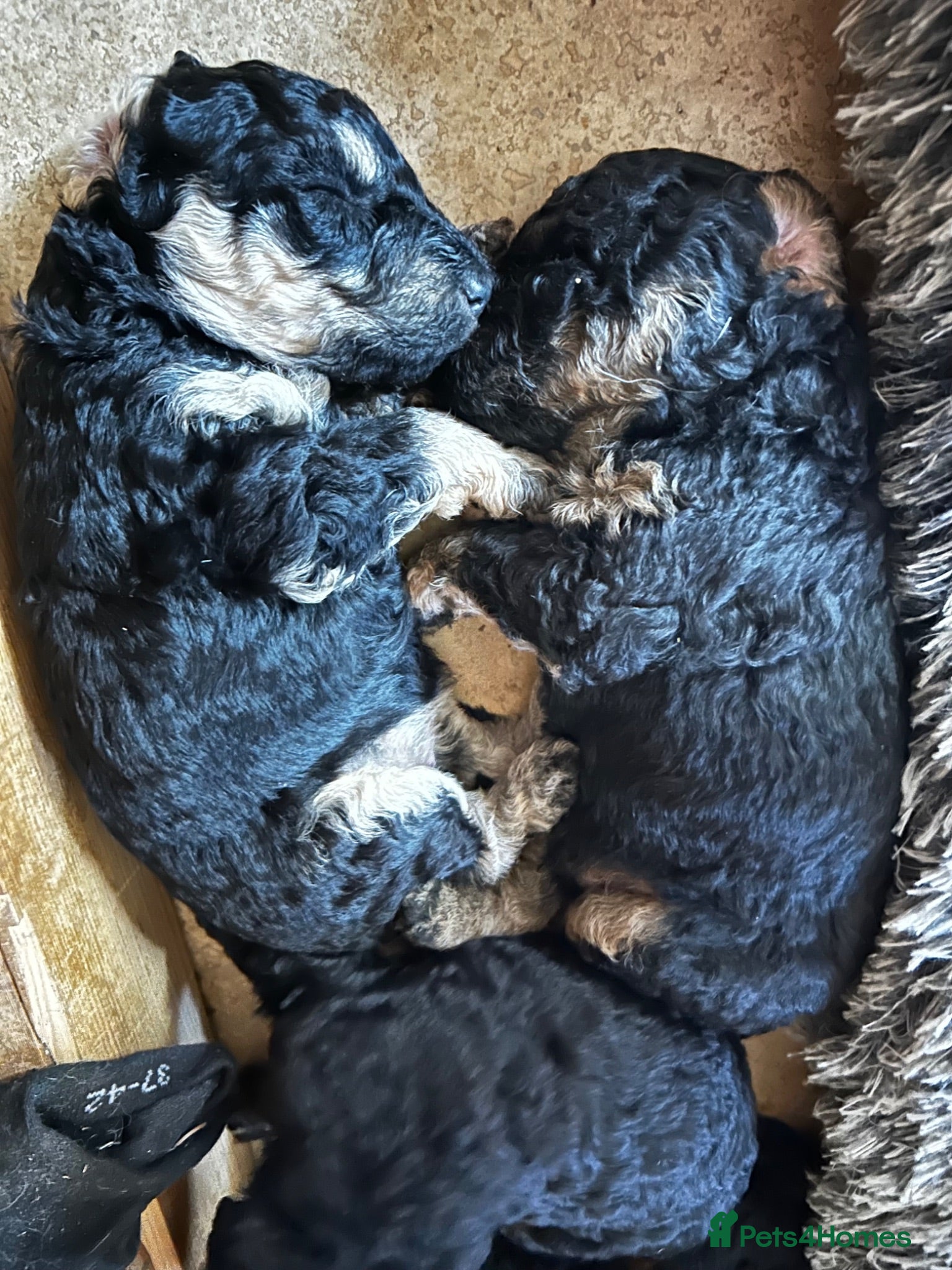 Toy Poodle dogs Beautiful litter of phantom poodles  - Advert 1