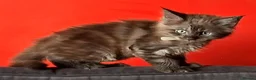 Maine Coon cats for sale: Maine Coon kittens in Manchester  (2 boys) - Advert 2