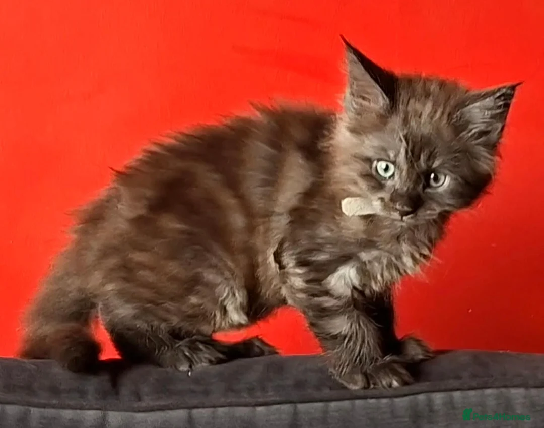 Maine Coon cats for sale: Maine Coon kittens in Manchester  (2 boys) - Advert 2