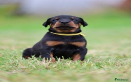 Dobermann dogs for sale: Exceptional Confident European Doberman puppies - Image 22
