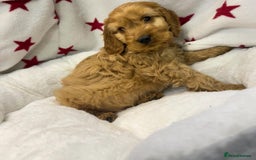 Cockapoo dogs for sale: Cockapoo puppies for sale - Image 14