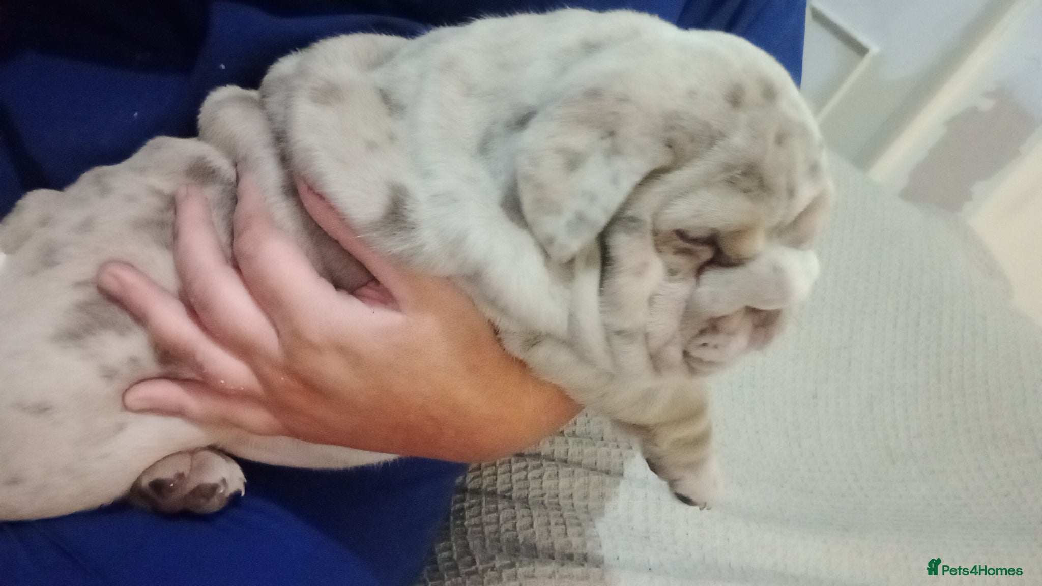 English Bulldog dogs 3 AVAILABLE VERY CHUNKY - Advert 2