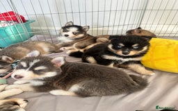 Pomsky dogs for sale: Family-Raised Pomsky Pups - Advert 7