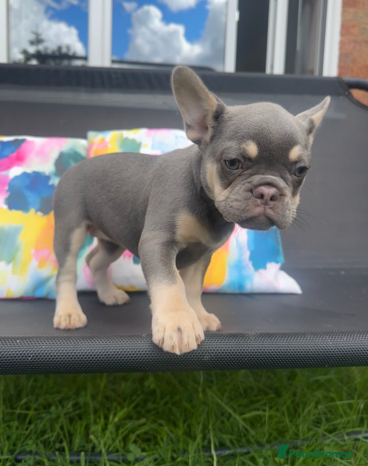 French Bulldog dogs for sale: Frenchie Puppies Ready to go now  in Halesowen - Advert 16