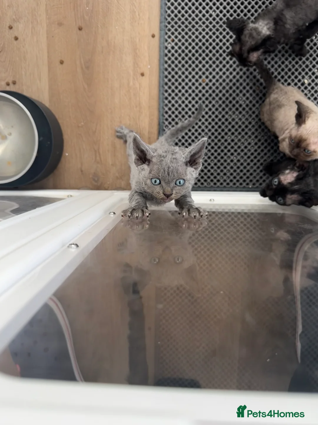 Devon Rex cats for sale: 3 girls and 1 boy 😸 - Advert 22