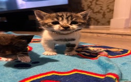 Mixed Breed cats for sale: 11 beautiful kittens  - Image 19