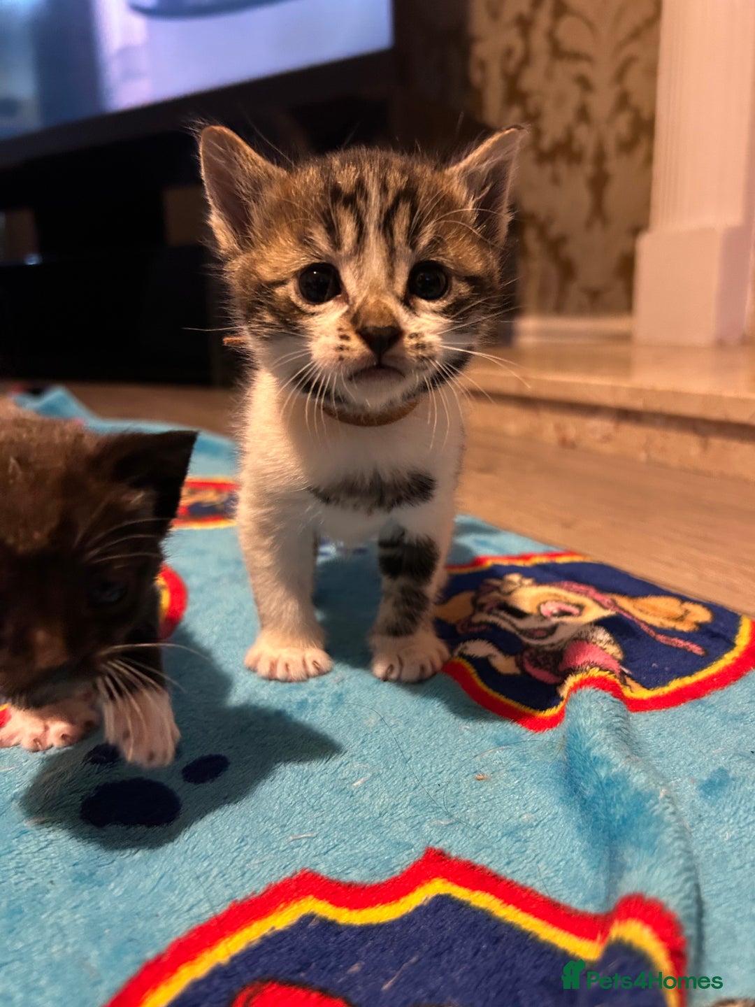 Mixed Breed cats for sale: 11 beautiful kittens  - Image 19