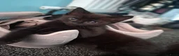 Ragdoll cats for sale: Male & female Ragdoll x British short hair kittens - Advert 3